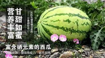 一起来吃瓜1.2.5,揭秘1.2.5版本背后的精彩故事