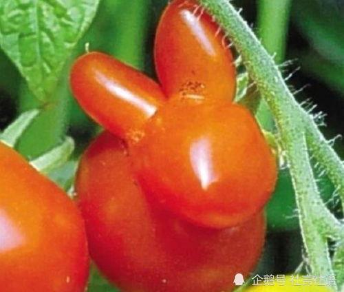 吃瓜娱乐圈大瓜