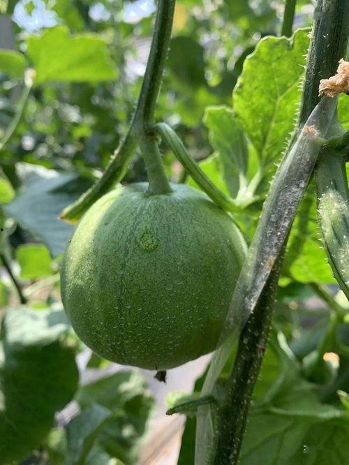 娱乐吃的瓜,明星们的“吃瓜”日常